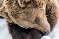 Rovaniemi: Insider Guided Tour in Ranua Zoo