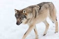 Rovaniemi: Insider Guided Tour in Ranua Zoo