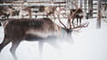 Snowmobile Safari to a Traditional Reindeer Farm in Levi