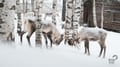 Snowmobile Safari to a Traditional Reindeer Farm in Levi