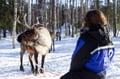 Snowmobile Safari to a Traditional Reindeer Farm in Levi