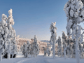 Snowmobile Safari to a Traditional Reindeer Farm in Levi