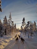 10KM HUSKY SLED SAFARI DRIVING YOUR OWN SLED (60MIN)
