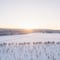 Private - Heated Sledge Ride Through Lapland's Winter Wonderland in Levi
