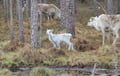 Private meeting with Santa Claus in Rovaniemi in summer