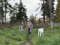 Reindeer Farm Visit & Wilderness Fell Adventure