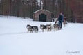 10KM Self Driven Husky Sled Adventure in Rovaniemi