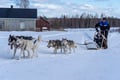 10KM Self Driven Husky Sled Adventure in Rovaniemi