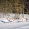 5KM HUSKY SLEIGH RIDE not self driven