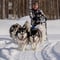 10KM Self Driven Husky Sled Adventure in Rovaniemi