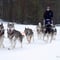 7 km Self Driven Husky Sled Adventure in Rovaniemi