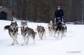 10KM Self Driven Husky Sled Adventure in Rovaniemi