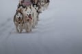 5 km Self Driven Husky Sled Adventure in Rovaniemi