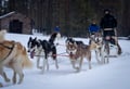 10KM Self Driven Husky Sled Adventure in Rovaniemi