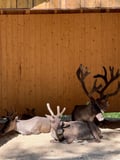 From Rovaniemi: Full Day Tour to Lapland's Best Attractions 5in1