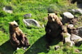 From Rovaniemi: Full Day Tour to Lapland's Best Attractions 5in1