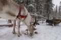 Premium Reindeer & Husky Combo (with Lunch)