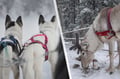 Premium Reindeer & Husky Combo (with Lunch)