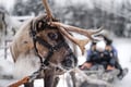 Premium Reindeer & Husky Combo (with Lunch)