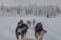 Premium Reindeer & Husky Combo (with Lunch)