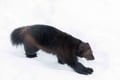 Ranua Wildlife Park - Small-Group Photography Tour