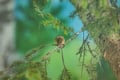Ranua Wildlife Park - Small-Group Photography Tour