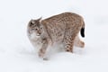 Ranua Wildlife Park - Small-Group Photography Tour