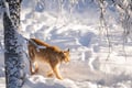Ranua Wildlife Park - Small-Group Photography Tour