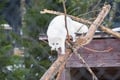 Ranua Wildlife Park - Small-Group Photography Tour