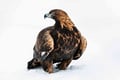 Ranua Wildlife Park - Small-Group Photography Tour
