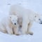Ranua Wildlife Park - Small-Group Photography Tour