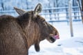 Ranua Wildlife Park - Small-Group Photography Tour