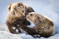 Ranua Wildlife Park - Small-Group Photography Tour
