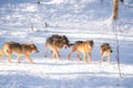 Ranua Wildlife Park - Small-Group Photography Tour