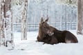 Ranua Wildlife Park - Small-Group Photography Tour
