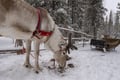 Winter Holiday Week in Ylläs National Park: Accommodation in Wooden Cabin & Activities Package