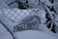 Ranua Arctic Zoo - A Guided Day Tour From Rovaniemi