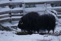 Ranua Arctic Zoo - A Guided Day Tour From Rovaniemi