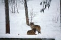 Ranua Arctic Zoo - A Guided Day Tour From Rovaniemi