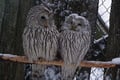 Ranua Arctic Zoo - A Guided Day Tour From Rovaniemi