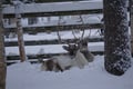 Ranua Arctic Zoo - A Guided Day Tour From Rovaniemi