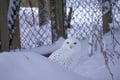 Ranua Arctic Zoo - A Guided Day Tour From Rovaniemi