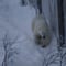 Ranua Arctic Zoo - A Guided Day Tour From Rovaniemi 