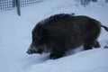 Ranua Arctic Zoo - A Guided Day Tour From Rovaniemi