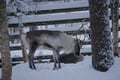 Ranua Arctic Zoo - A Guided Day Tour From Rovaniemi