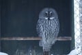 Ranua Arctic Zoo - A Guided Day Tour From Rovaniemi