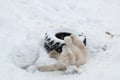 Ranua Arctic Zoo - A Guided Day Tour From Rovaniemi