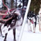 3-in-1 Combo Tour Husky, Reindeer & Snowmobile sleigh ride, Levi