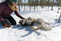 3-in-1 Combo Tour Husky, Reindeer & Snowmobile sleigh ride, Levi