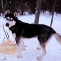 3-in-1 Combo Tour Husky, Reindeer & Snowmobile sleigh ride, Levi